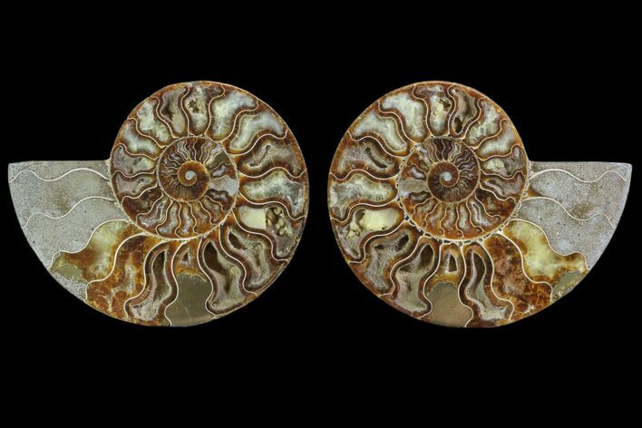 Cut & Polished Ammonite Fossil - Agatized #88173